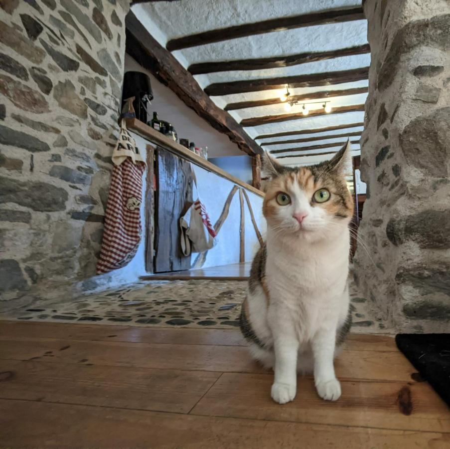 Chambres D'Hotes Les Chatougoulis Les Bordes-sur-Lez Eksteriør billede