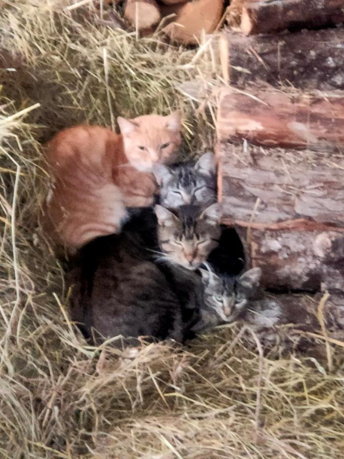 Chambres D'Hotes Les Chatougoulis Les Bordes-sur-Lez Eksteriør billede